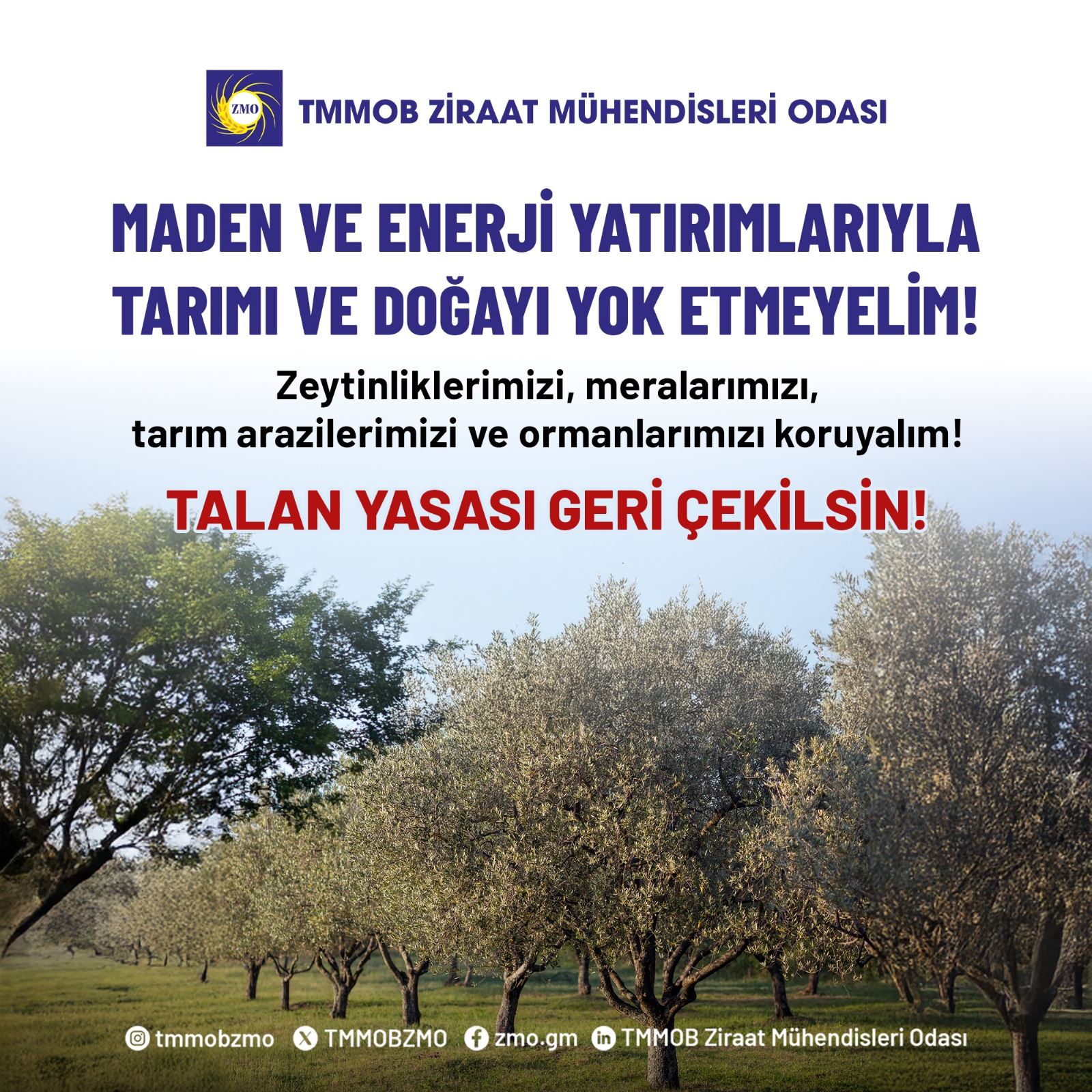 ZEYTİNLİKLERİMİZİN VE TARIM ALANLARIMIZIN TALANA AÇILMASINI KABUL ETMİYORUZ!!! ÖLMEZ AĞACIMIZI RANTA TESLİM ETMEYECEĞİZ…