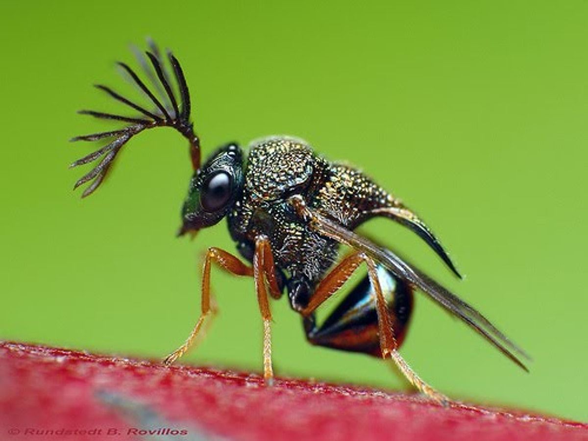 BİYOSİDAL ÜRÜN UYGULAYICI PERSONEL EĞİTİMİMİZ 23-24-25 TEMMUZ 2025 TARİHLERİNDE DÜZENLENECEKTİR 