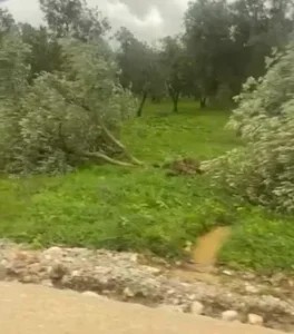 HABERDE BURSA : BURSA’YI FIRTINA VURDU: TARIM ALANLARINDA BÜYÜK YIKIM, ZARAR MİLYONLARI BULUYOR - 10.01.2026