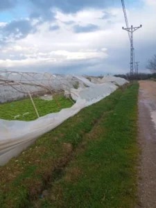 ZİRVEDE HABER : BURSA’YI FIRTINA VURDU: TARIM ALANLARINDA BÜYÜK YIKIM, ZARAR MİLYONLARI BULUYOR 10 .01.2026