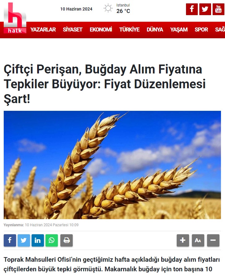 HALK TV: ÇİFTÇİ PERİŞAN, BUĞDAY ALIM FİYATINA TEPKİLER BÜYÜYOR: FİYAT DÜZENLEMESİ ŞART!- 10 HAZİRAN 2024