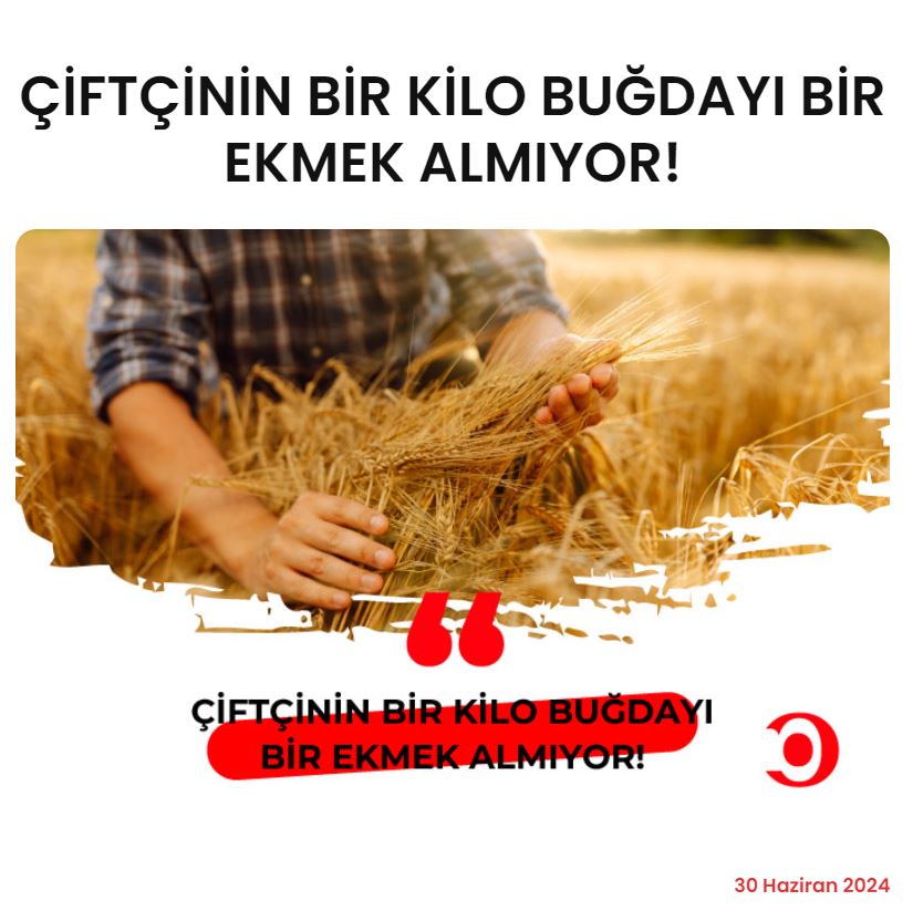 WEBAGRON.COM: ÇİFTÇİNİN BİR KİLO BUĞDAYI BİR EKMEK ALMIYOR!- 30 HAZİRAN 2024