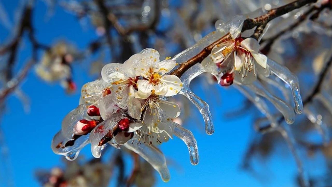 2 EYLÜL GAZETESİ: ESKİŞEHİR ZİRAAT MÜHENDİSLERİ ODASI BAŞKANI UYARDI: ZİRAİ DON ZAMMI DA GETİRECEK-17 MART 2025