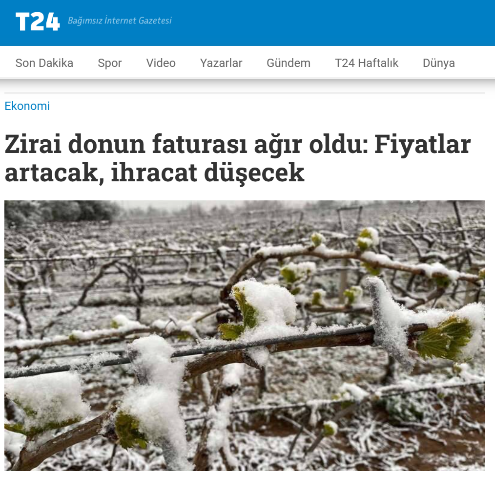T24 GAZETESİ: ZİRAİ DONUN FATURASI AĞIR OLDU: FİYATLAR ARTACAK, İHRACAT DÜŞECEK - 15 NİSAN 2025