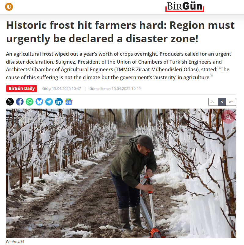 BİRGÜN GAZETESİ: HİSTORİC FROST HİT FARMERS HARD: REGİON MUST URGENTLY BE DECLARED A DİSASTER ZONE! - 15 NİSAN 2025
