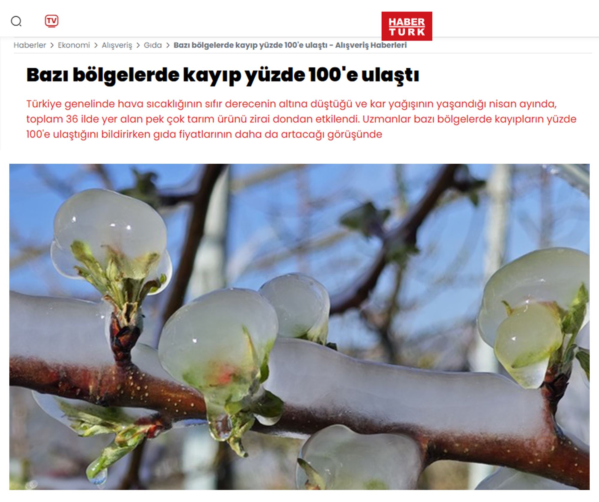 HABER TÜRK: BAZI BÖLGELERDE KAYIP YÜZDE 100'E ULAŞTI - 18 NİSAN 2025