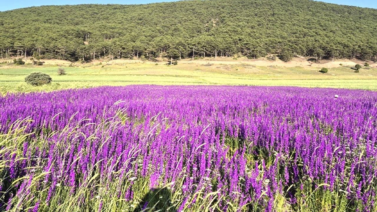 SON HABER-ESKİŞEHİR'DE KARTPOSTALLARI ARATMAYAN DOĞA HARİKASI-10 HAZİRAN 2025