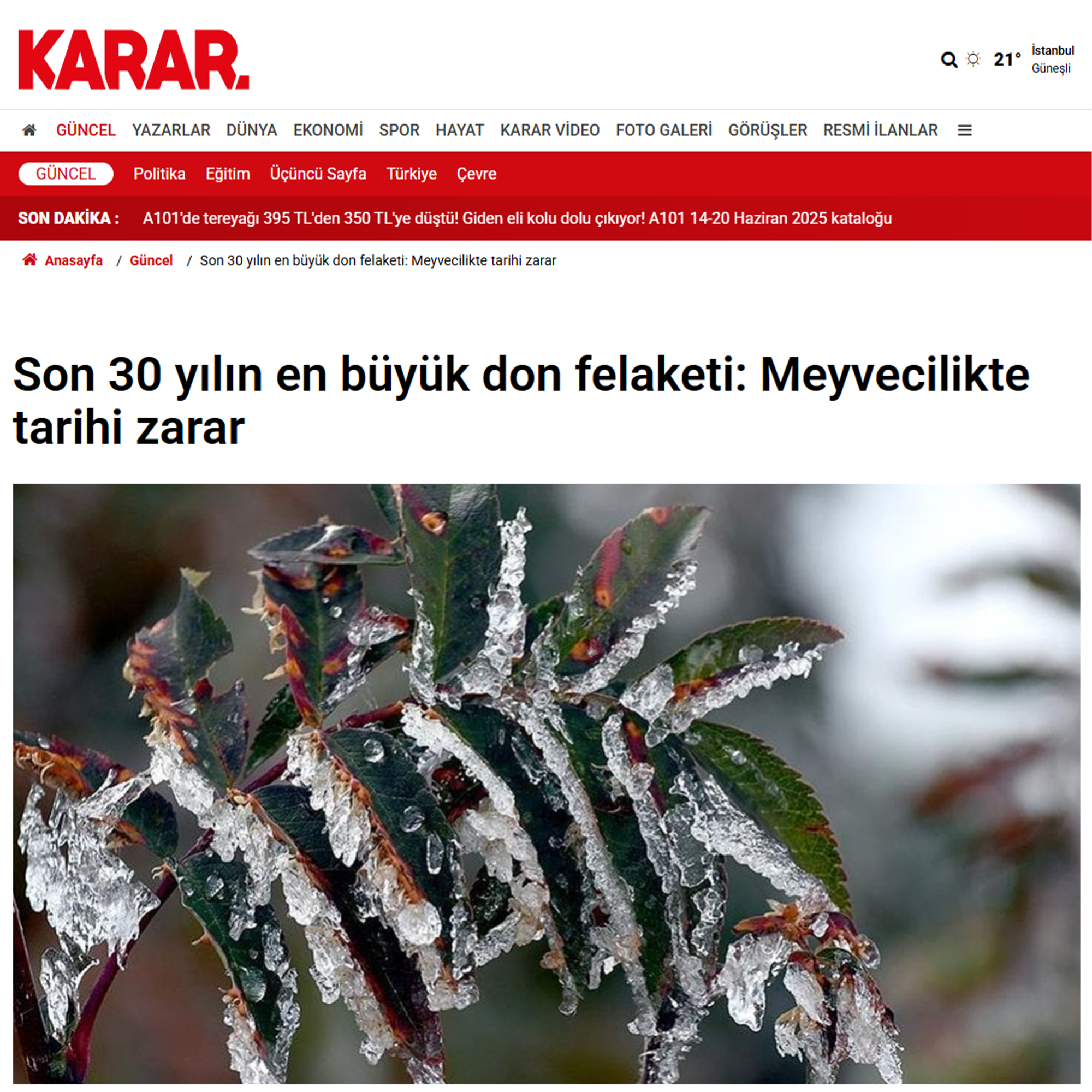 KARAR GAZETESİ: SON 30 YILIN EN BÜYÜK DON FELAKETİ: MEYVECİLİKTE TARİHİ ZARAR - 16 HAZİRAN 2025