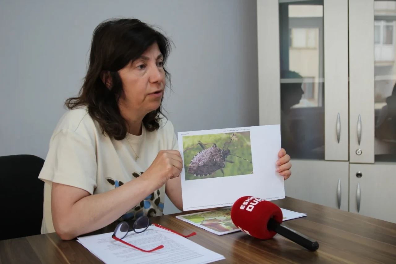 ESKİŞEHİR DURUM GAZETESİ: ESKİŞEHİR'DE KAHVERENGİ KOKARCA TARIMI VURDU - 20 HAZİRAN 2025