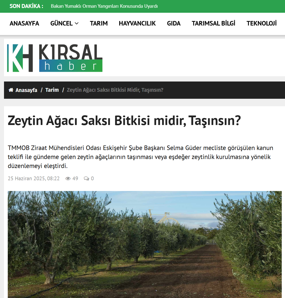 KIRSAL HABER GAZETESİ: ZEYTİN AĞACI SAKSI BİTKİSİ MİDİR, TAŞINSIN? - 25 HAZİRAN 2025