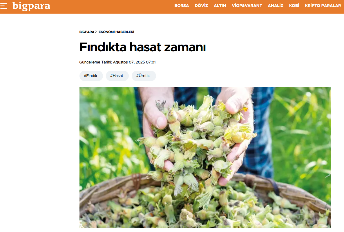 BİGPARA.COM: FINDIKTA HASAT ZAMANI - 7 AĞUSTOS 2025