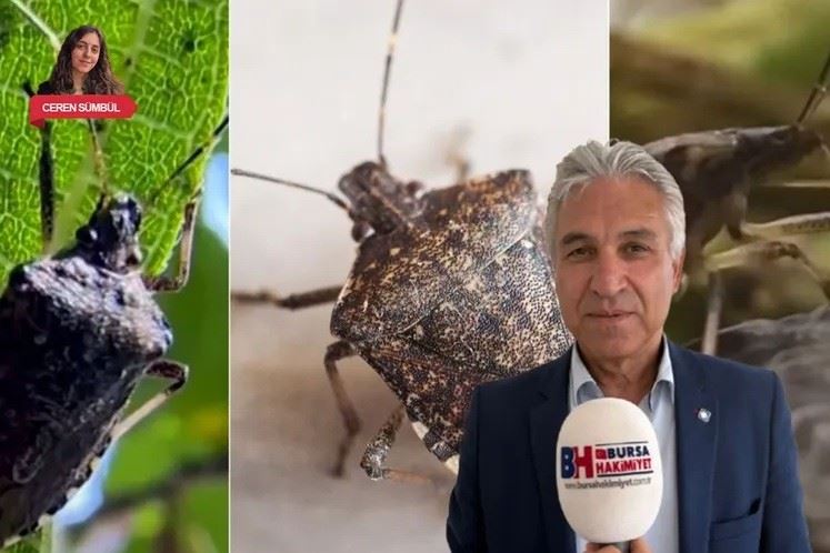 BURSA HAKİMİYET GAZETESİ: BURSA'DA KAHVERENGİ KOKARCA BÖCEĞİ KABUSU! ÇİFTÇİLER NASIL KURTULABİLİR? - 30 MAYIS 2025