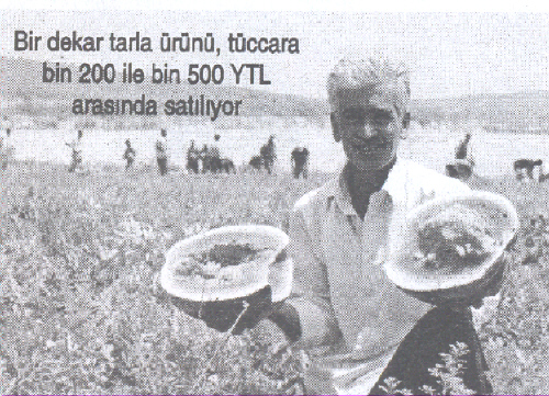 DÜNYA KUPASI KARPUZ ÜRETİCİLERİNE YARADI