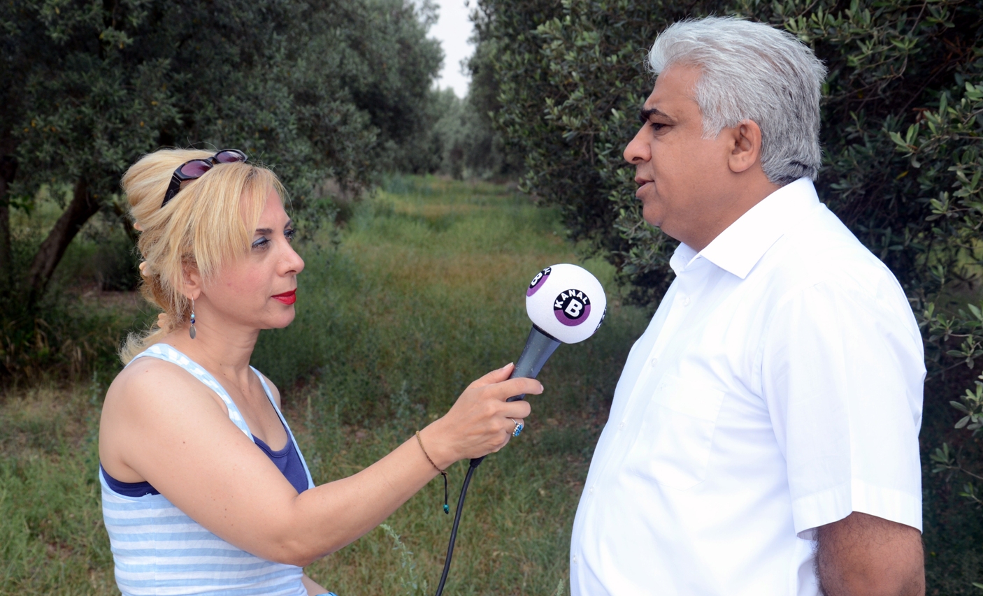 ZEYTİNLİK ALANLAR TALANA MI AÇILIYOR? 