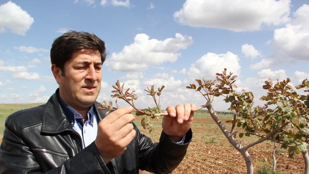 FISTIK İÇİN "HASSAS BAKIM" UYARISI... - GAP GÜNDEMİ