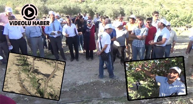 URFA FISTIĞI'NDA DAMLA SULAMA' DÖNEMİ
