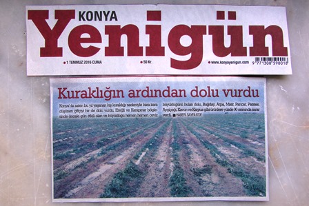 TARLALARI DOLU VURDU -1 TEMMUZ 2016 YENİGÜN GAZETESİ