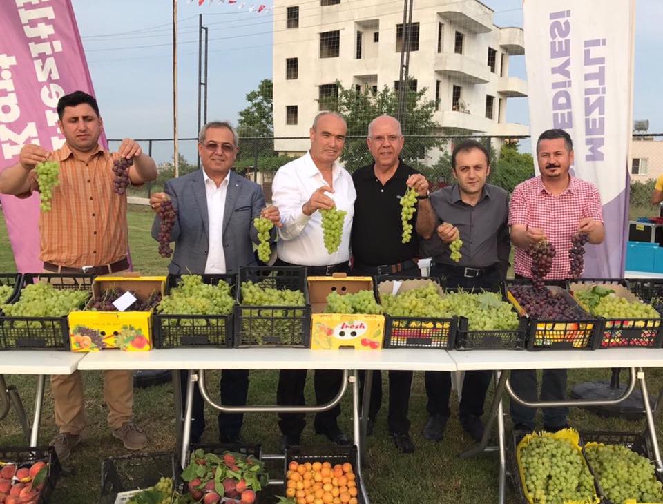 MEZİTİ 1. ÖRTÜ ALTI (SERA) ÜZÜM FESTİVALİ 