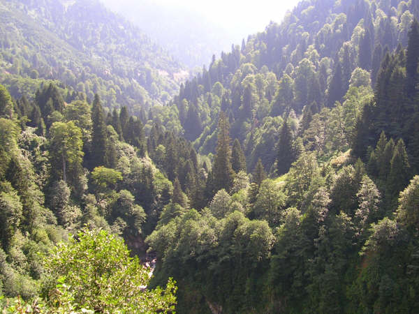AĞAÇLANDIRMA SEFERBERLİĞİNE KATILDIK
