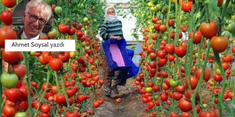YEŞİL GAZETE: GIDA GÜVENLİĞİ, TARIM ALANLARI, ORMANLAR VE RTÜK TORBA'DA...- 13 TEMMUZ 2020