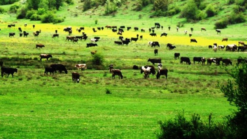 ADANA MANŞET GAZETESİ: MERALARI TÜMDEN YOK EDECEK ADIM- 21 AĞUSTOS 2020