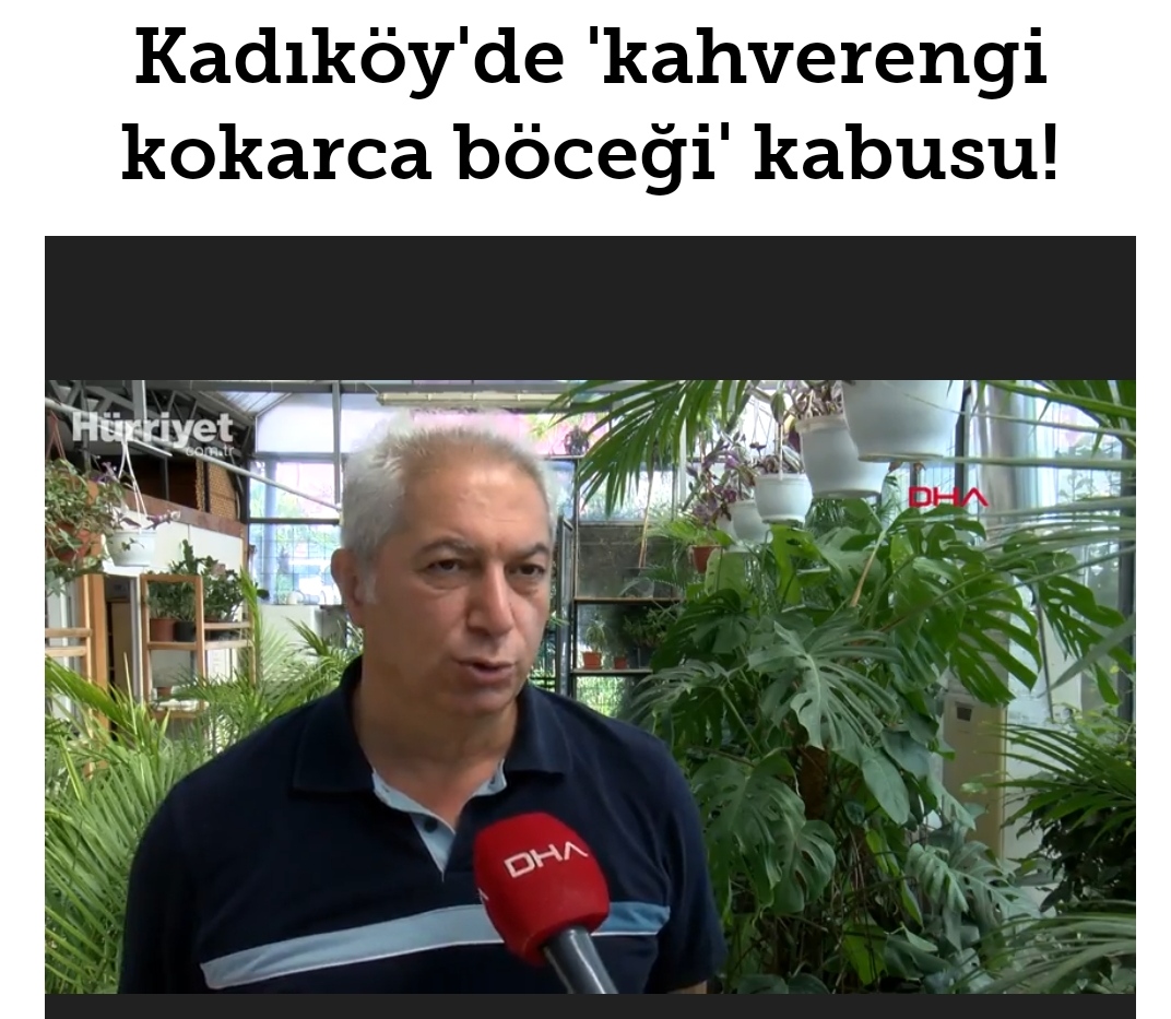 HÜRRİYET GAZETESİ:  KADIKÖY'DE "KAHVERENGİ KOKARCA BÖCEĞİ" KABUSU- 21 EKİM 2020