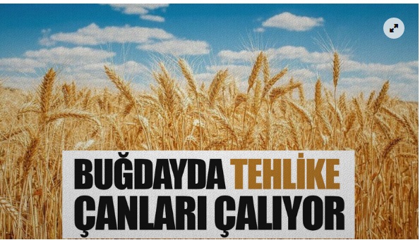 MİLLİ GAZETE: BUĞDAYDA TEHLİKE ÇANLARI ÇALIYOR- 24 OCAK 2021