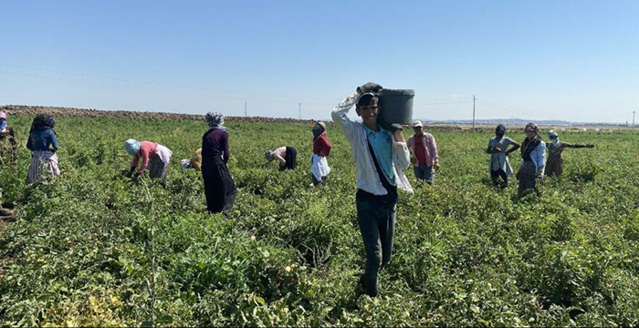 GİDATARİM.COM:TARLA İLE TÜİK ARASINDA BÜYÜK FARK- 22 AĞUSTOS 2021