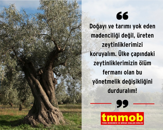 DOĞAYI VE TARIMI YOK EDEN MADENCİLİĞİ DEĞİL, ÜRETEN ZEYTİNLİKLERİMİZİ KORUYALIM