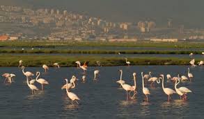 DANIŞTAY İDARİ DAVA DAİRELERİ KURULU "SULAK ALANLARIN KORUNMASI YÖNETMELİĞİNDE DEĞİŞİKLİK YAPILMASINA DAİR YÖNETMELİK"İN 1. MADDESİNİN YÜRÜTMESİNİN DURDURULMASINA KARAR VERDİ