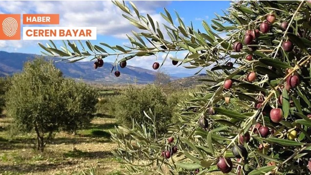 GAZETE DUVAR: ZEYTİNLİKLERİ MADENLERE AÇAN TEKLİF JET HIZIYLA KOMİSYONDA: ŞİRKETLER SIKIŞTIRIYOR- 13 ARALIK 2022
