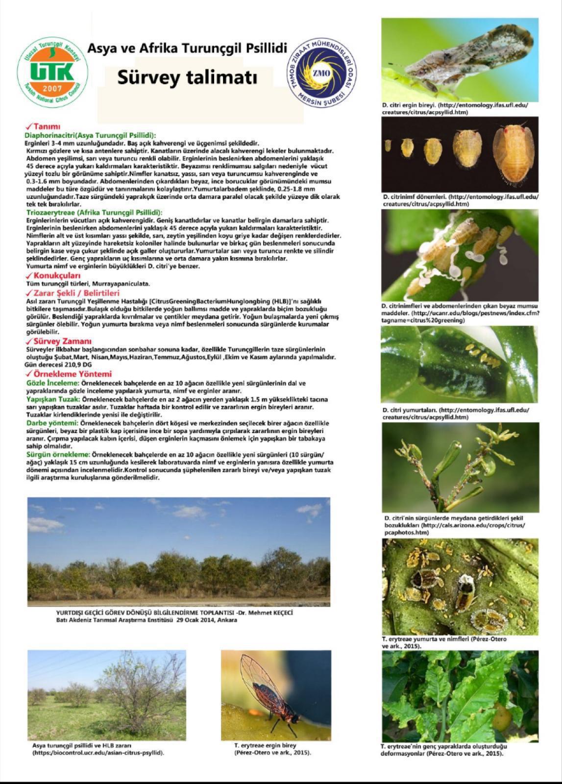 ASYA VE AFRİKA TURUNÇGİL PSİLLİDİ SÜRVEY TALİMATI