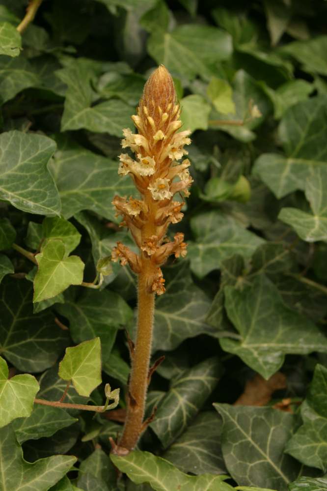CANAVAR OTU (OROBANCHE SPP) VE MÜCADELESİ