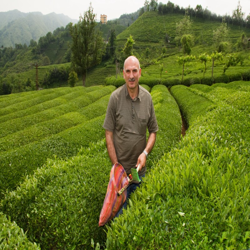 ÇAY KAMPANYASI BAŞLANGICI ŞENLİĞİ