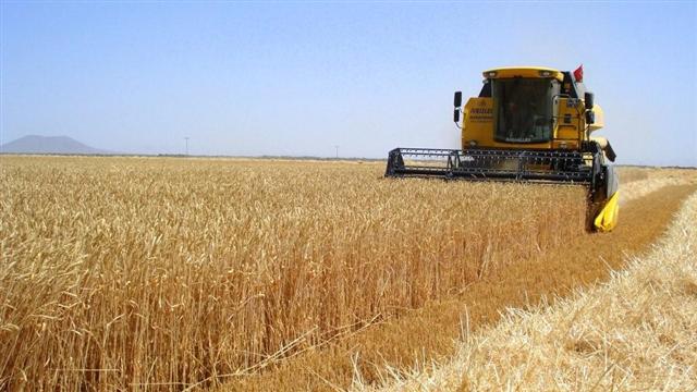 SKYTÜRK TV - HUBUBAT FİYATLARI