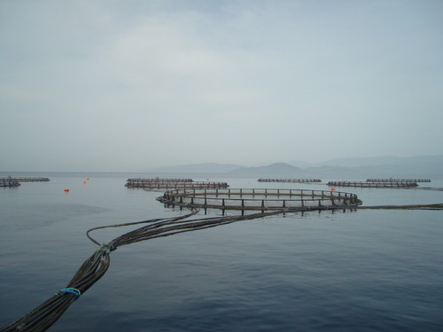 DÜNYADA VE TÜRKİYE'DE KÜLTÜR BALIKÇILIĞI VE TURİZM" PANELİ 