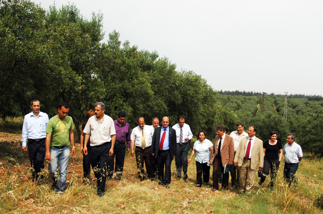 ZEYTİN GEN MERKEZİNİN YOK EDİLMESİNE SEYİRCİ KALMAYACAĞIZ!
