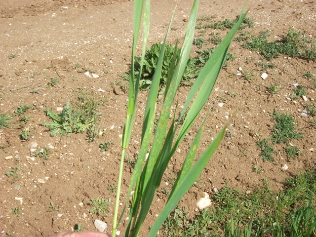 BASIN AÇIKLAMASI: BUĞDAYDA SARI PAS HASTALIĞINA DİKKAT