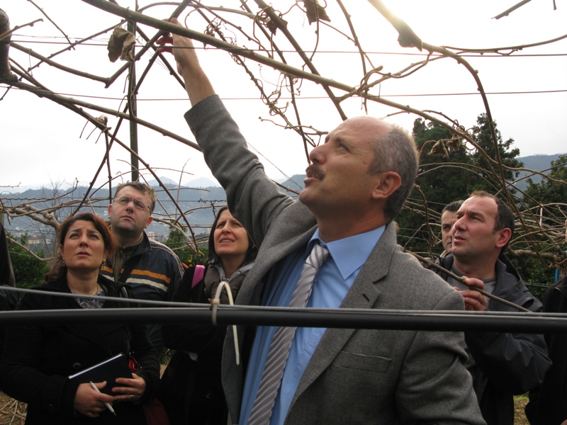 KİVİ BUDAMA EĞİTİMİ