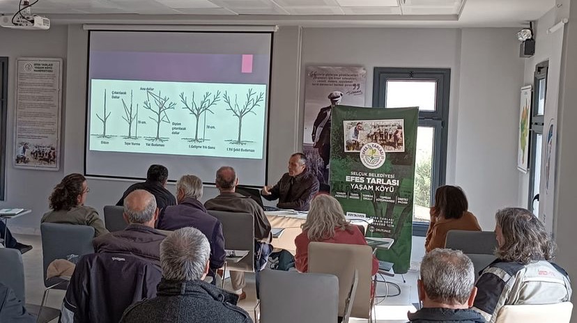 NAR AĞACI BUDAMASI