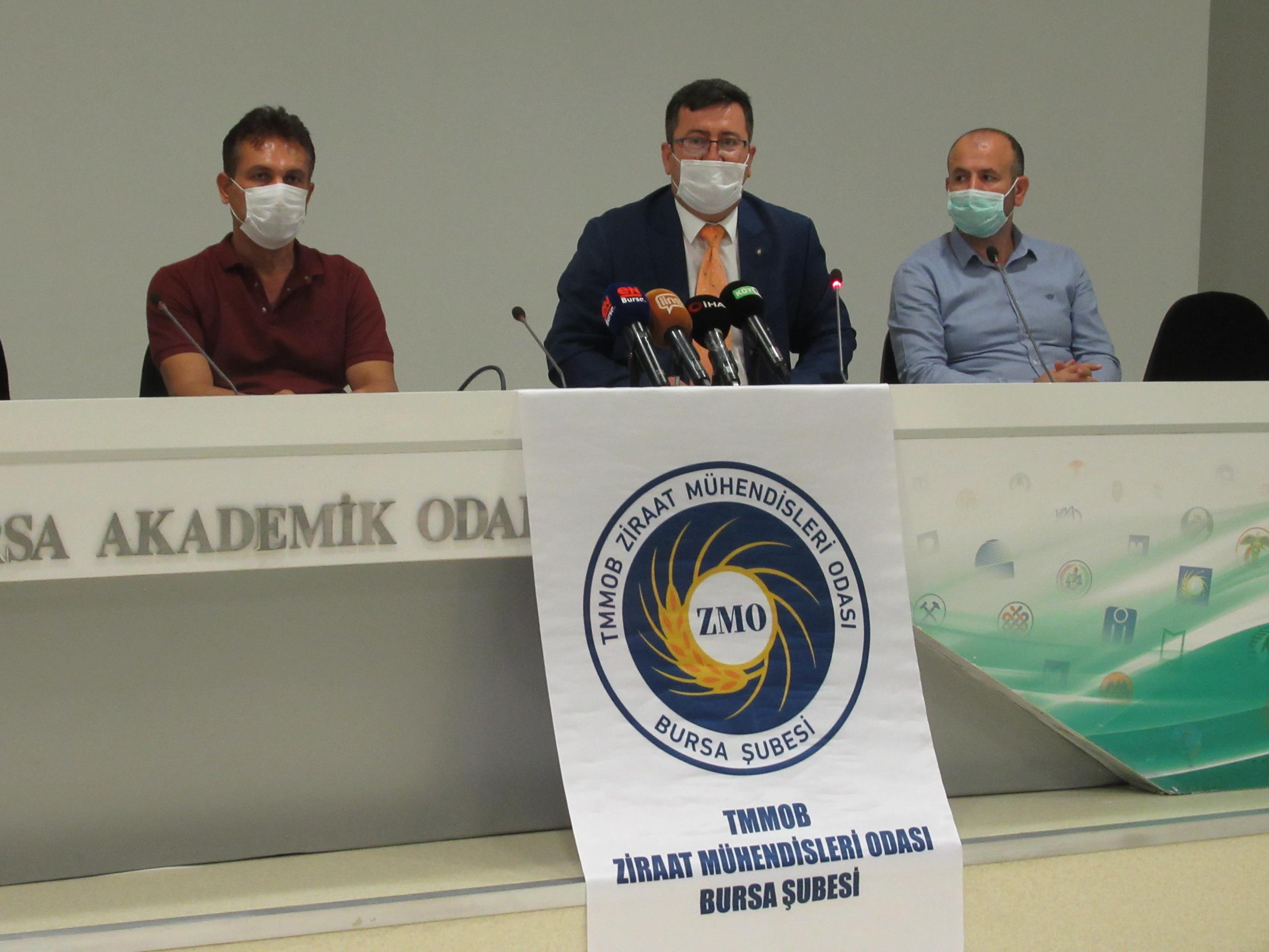 DOMATES ÜRETİCİSİ KAN AĞLIYOR. BURSA`DA DOMATES ÜRETİMİ BİTİYOR MU? 