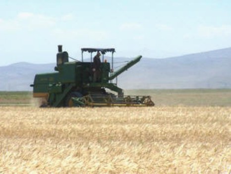 ÇUKUROVA'DA BUĞDAY HASADI BAŞLADI