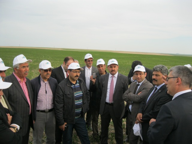 ANIZA DOĞRUDAN ASPİR EKİMİ TARLA GÜNÜ ÇALIŞMASI