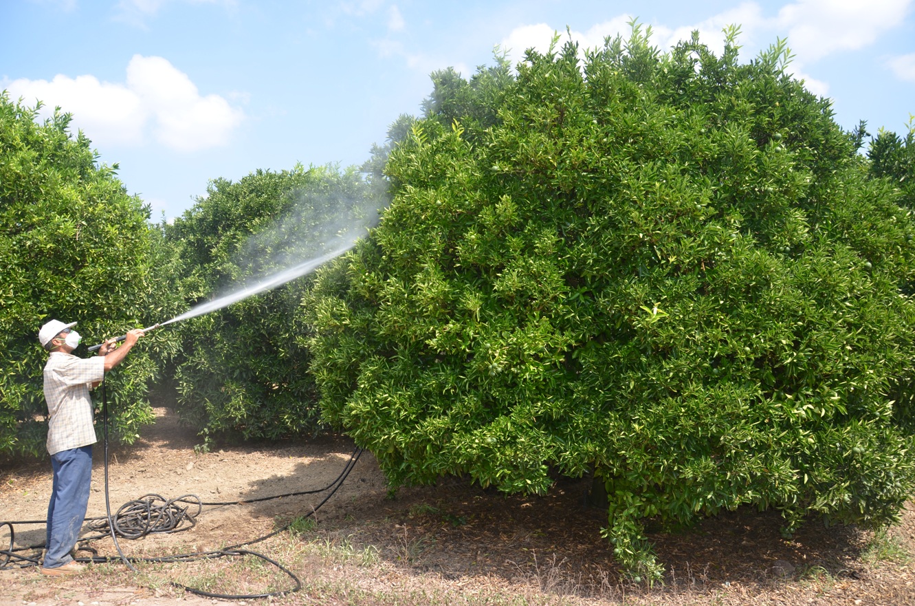 KOMŞULARDAKİ KARIŞIKLIK NARENCİYE ÜRETİCİSİNİ KORKUTUYOR - HÜRRİYET