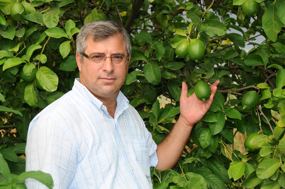 LİMONDAKİ FİYAT ARTIŞI ÜRETİCİYE YANSIMIYOR - DHA