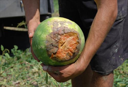 KARPUZ ÜRETİCİSİ ZARARDA