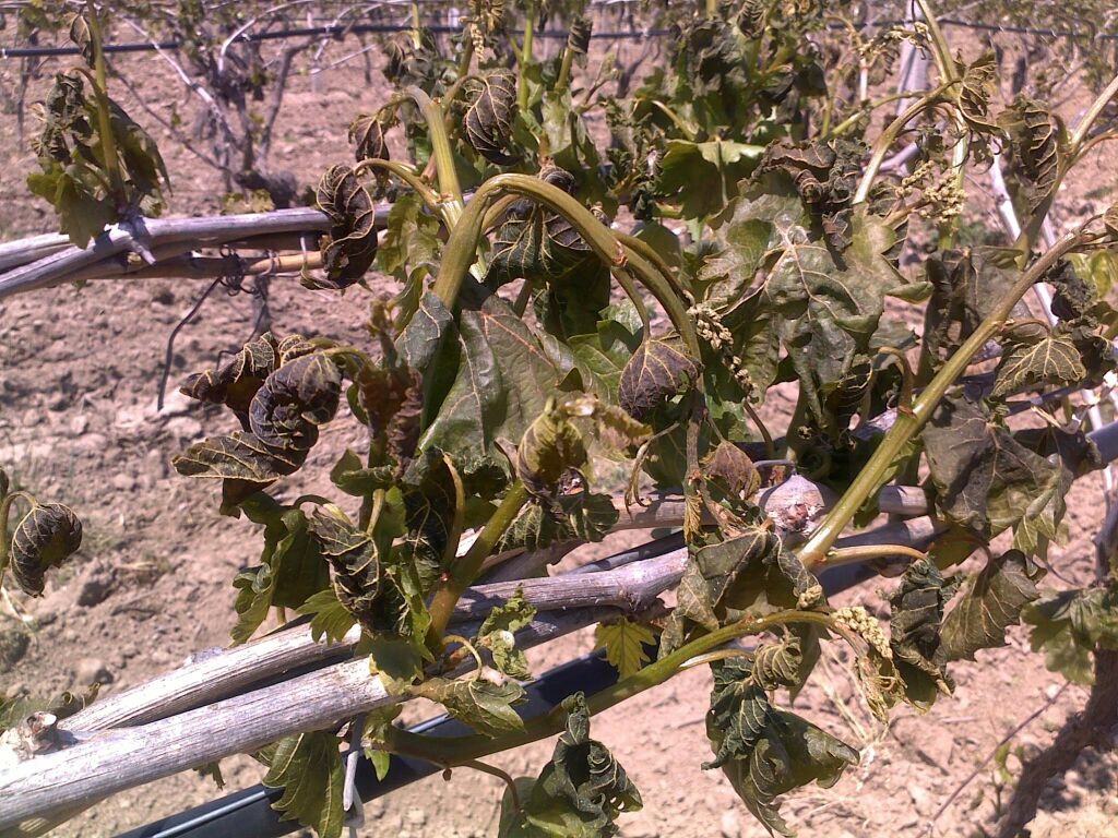 23-24 NİSAN DON ZARARI