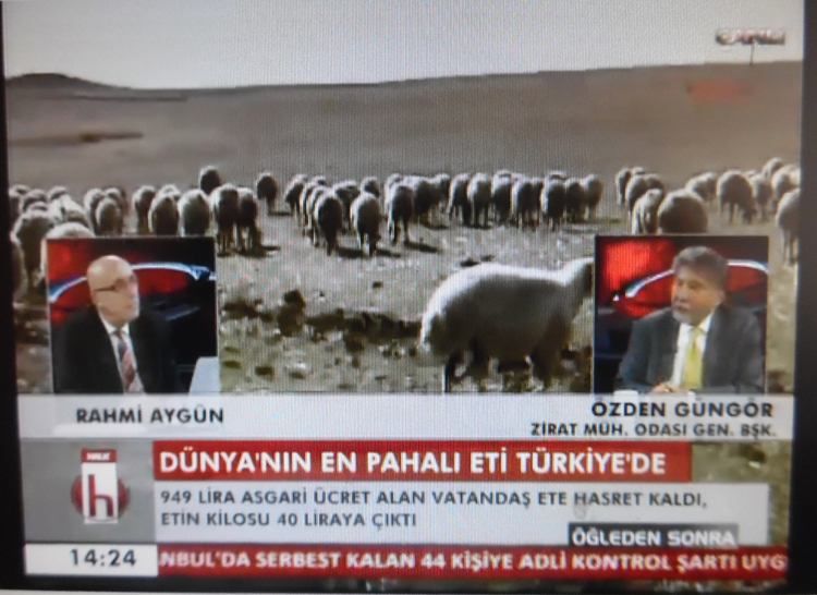 HALK TV YAYINI - KUŞ GRİBİ 