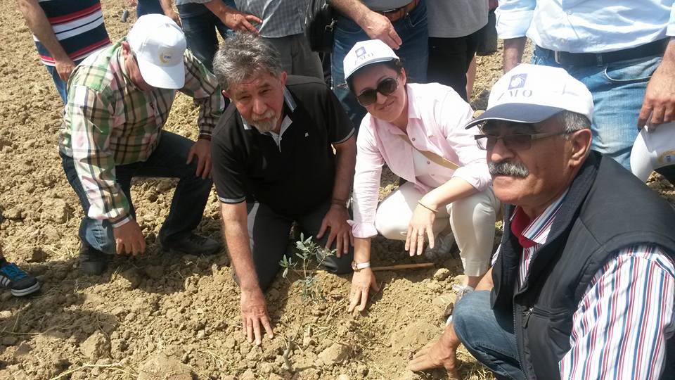 YIRCA ZEYTİN FİDANLARINA KAVUŞTU