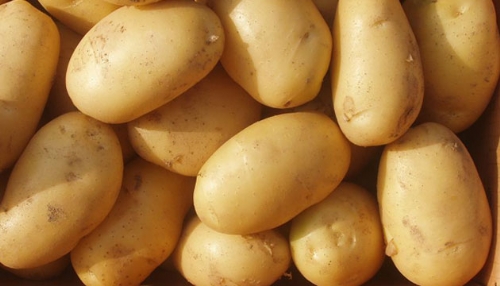 PATATES DOSYASI
